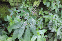 Andrographis producta